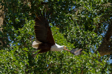 Pygargue vocifère,.Haliaeetus vocifer , African Fish Eagle, Parc national Kruger, Afrique du Sud