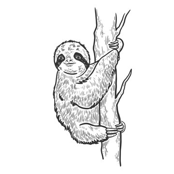 Sloth on tree sketch engraving vector illustration. T-shirt apparel print design. Scratch board style imitation. Black and white hand drawn image.