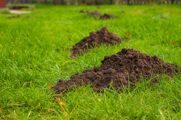 Fresh moleholes on a green lawn
