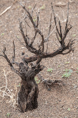 dead tree in the desert of Mongolia