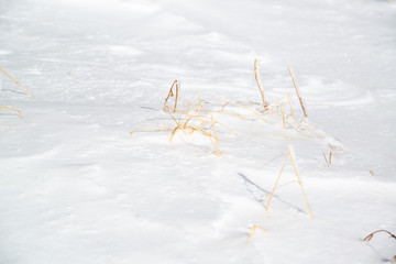 雪原と高山植物　冬の様子