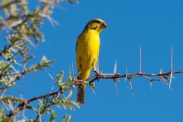 Serin soufré,.Crithagra sulphurata, serinus sulfuratus, Brimstone Canary