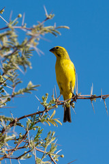 Fototapeta premium Serin soufré,.Crithagra sulphurata, serinus sulfuratus, Brimstone Canary