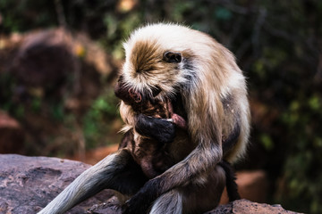 Unconditional Love of mother grey faced langoor