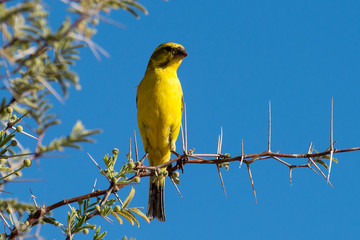 Serin soufré,.Crithagra sulphurata, serinus sulfuratus, Brimstone Canary