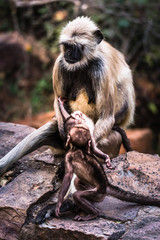 Unconditional Love of mother grey faced langoor