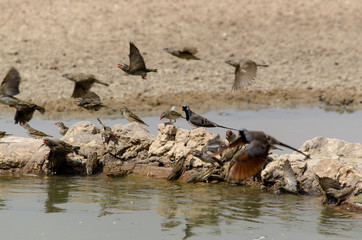 Travailleur à bec rouge,.Quelea quelea, Red billed Quelea, Tourterelle masquée,.Oena capensis, Namaqua Dove, Afrique du Sud