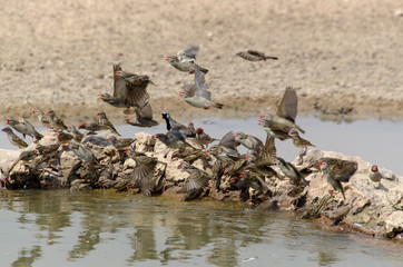 Fototapeta premium Travailleur à bec rouge,.Quelea quelea, Red billed Quelea, Afrique du Sud