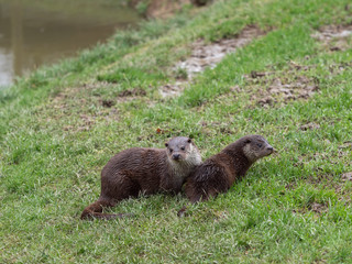 Eurasian otter (Lutra lutra) family on pond bank.