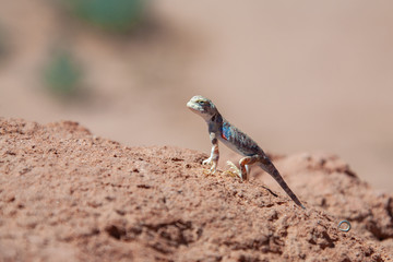 Lizard sits on gravel in desert Mongolia.