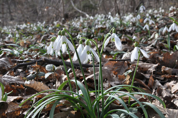 In the forest in spring snowdrops bloom