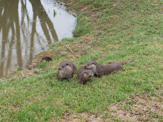 Eurasian otter (Lutra lutra) family on pond bank.