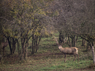 Naklejka na ściany i meble Deer in the colorful autumn during partner battles