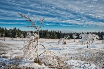 Frostige Landschaft im Winter mit Wald
