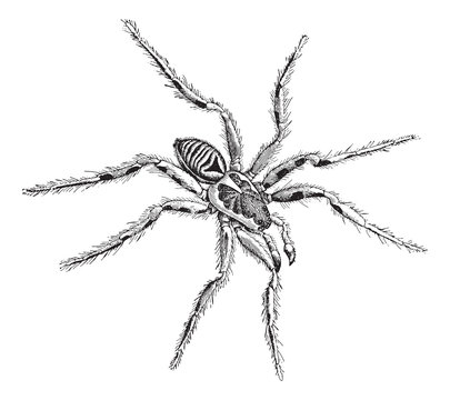 Tarantula wolf spider (Lycosa tarantula) / vintage illustration from Meyers Konversations-Lexikon 1897