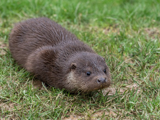 Young eurasian otter (Lutra lutra) cub / pup
