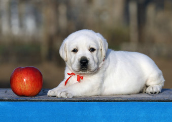 cute labrador puppy on a blue background