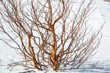 雪山の高山植物　冬の様子