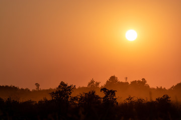 Low Angle View Of Silhouette Trees Against Orange Sky