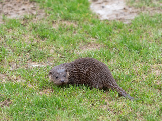 Young eurasian otter (Lutra lutra) cub / pup