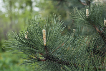 Naklejka na ściany i meble Black pine branch - Latin name - Pinus nigraa. Branches with pine needles and cones Austrian pine or black pine (Pinus nigraa).