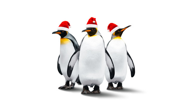 Three Emperor Penguins In New Year Helper Hats
