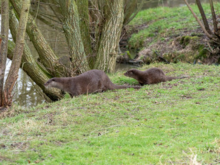 Eurasian otter (Lutra lutra) family on pond bank.