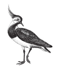 Northern Lapwing or Peewit (Vanellus cristatus) / vintage illustration from Meyers Konversations-Lexikon 1897