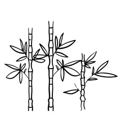 Handdrawn Bamboo Plant doodle style vector isolated Background