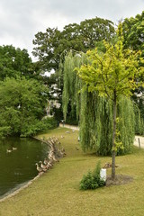Les oies du Canada le long des berges du lac au square Marie-Louise à Bruxelles 