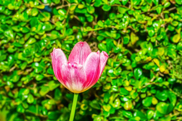 Pink tulip prominent and beautiful in the garden.