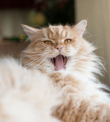 Obraz premium Ginger Persian Cat Yawning
