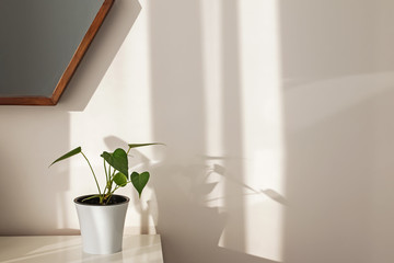Minimalist interior with green house plant.