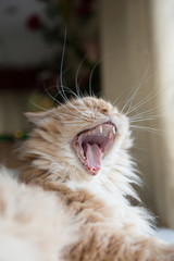 Ginger Persian Cat Yawning