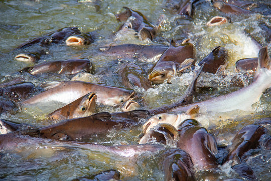 Group of Iridescent Shark Striped Catfish Sutchi Catfish (Pangasianodon Hypophthalmus) Swimming and Waiting for Some Food at Rewalsar lake,Thailand