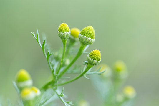 Matricaria discoidea, commonly known as pineappleweed, wild chamomile, and disc mayweed is an annual plant family Asteraceae. 