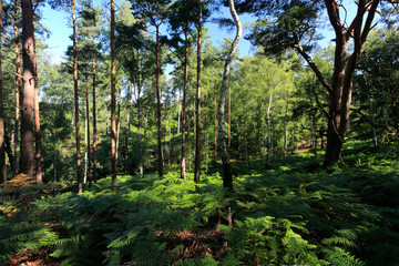 Fototapeta premium View over Sandy Heath nature reserve, Sandy town, Bedfordshire, England