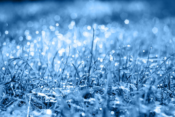 drops of dew on a fresh green grass in classic blue trendy color. background. Color of the year 2020.