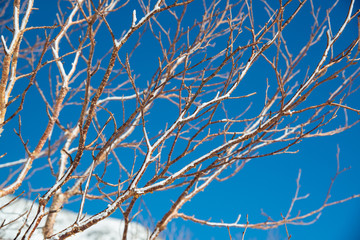 雪化粧の木枝