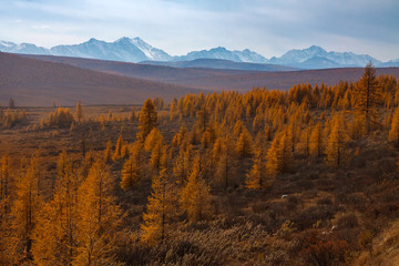 Larch tree forest in autumn with view of snowy mountain peaks