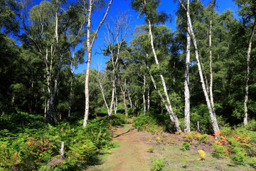 View over Sandy Heath nature reserve, Sandy town, Bedfordshire, England