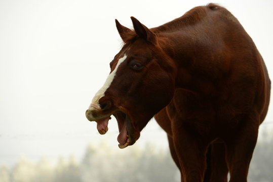 Der Schrei. Gähnendes Pferd wirkt als würde es schreien