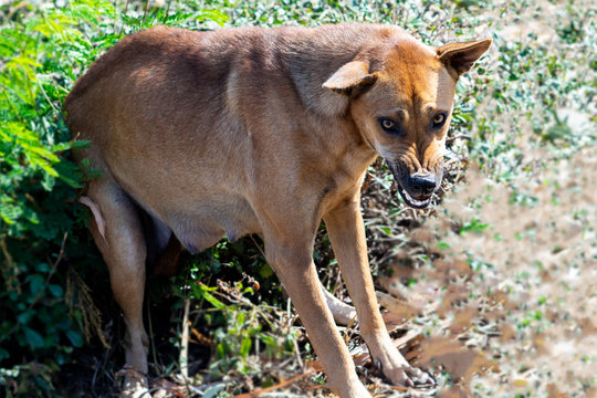 Aggressive Angry Dog In Outdoor