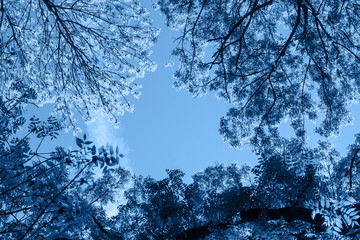 green trees seen from below in classic blue trendy color. background. Color of the year 2020.