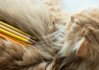 Orange Tone Color Pencils on Cat Fur