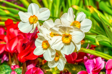 The flowers are beautiful and refreshing on a nature background.