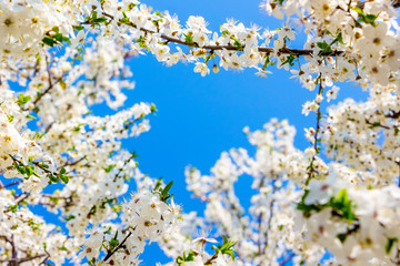 Cherry branches with white flowers on a blue sky background in sunny weather_
