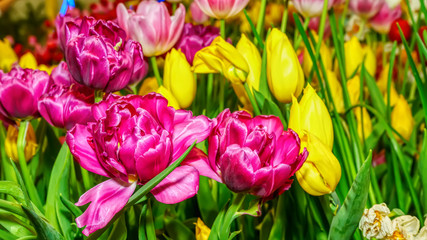 The flowers are beautiful and refreshing on a nature background.