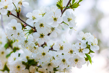 Obraz premium Cherry branches with abundant flowering. Background with white cherry blossoms_