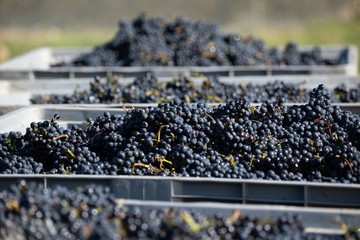 Central Otago vineyard harvest in New Zealand during daytime